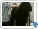black_russian_terrier